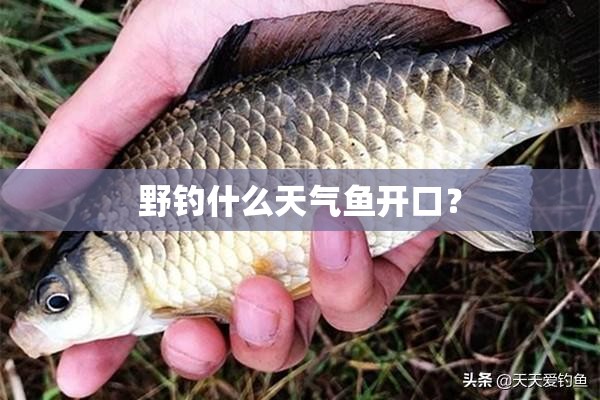 野钓什么天气鱼开口？
