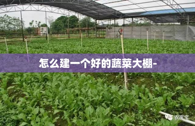 怎么建一个好的蔬菜大棚-