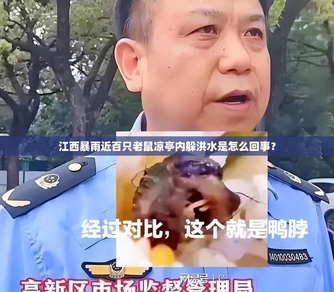 江西暴雨近百只老鼠凉亭内躲洪水是怎么回事？