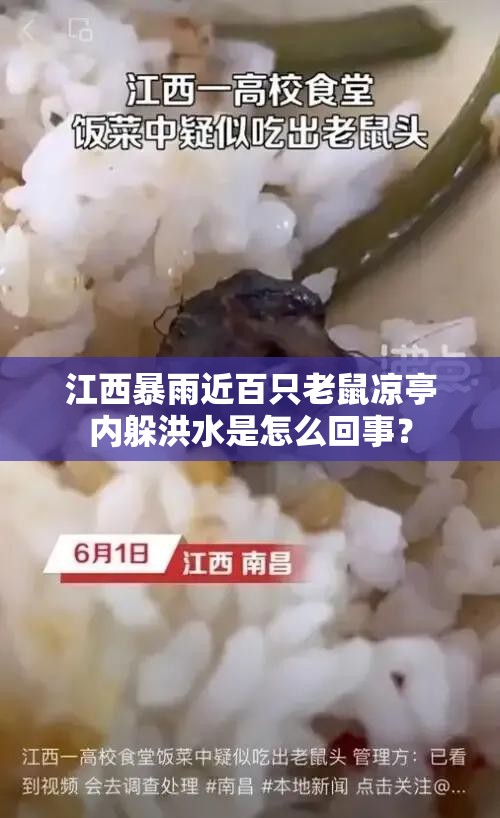 江西暴雨近百只老鼠凉亭内躲洪水是怎么回事？