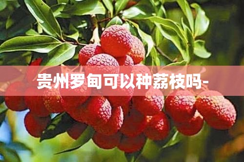 贵州罗甸可以种荔枝吗-